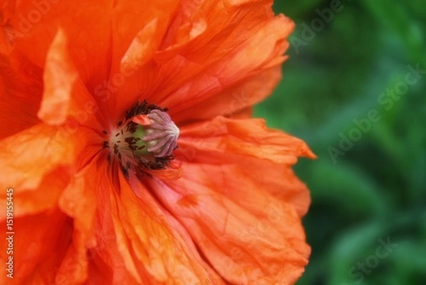 Obraz Poppy flowers show the beauty of nature with vibrant floral elegance. Poppy bud in raindrops. Vibrant natural background. Red poppy on the green background.