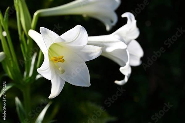 Obraz 白いテッポウユリの花アップ画像