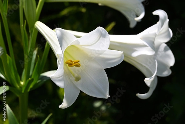 Obraz 白いテッポウユリの花アップ画像