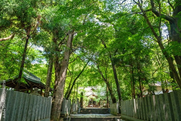 Fototapeta そよ風に靡く緑がまぶしい初夏の保久良神社