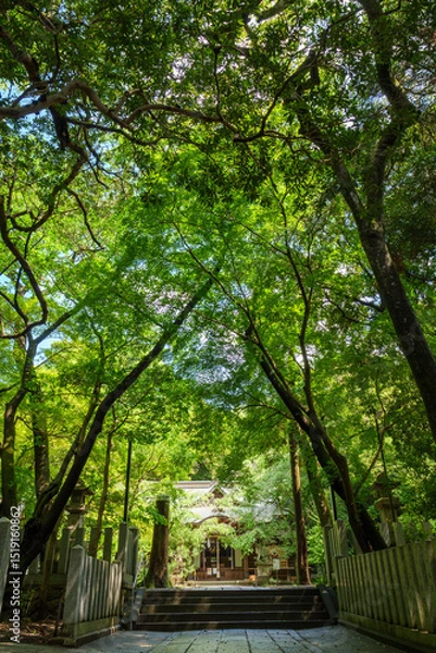 Fototapeta そよ風に靡く緑がまぶしい初夏の保久良神社