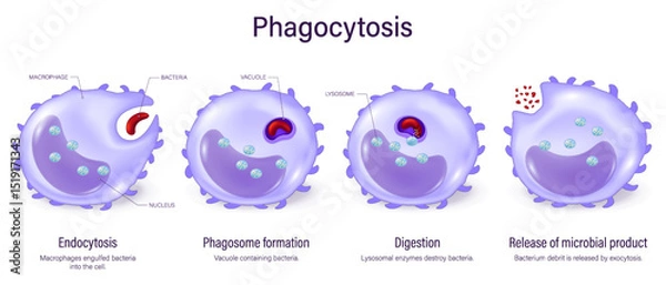 Fototapeta Phagocytosis Process. Macrophage absorption of bacteria. Phagocyte engulfs the bacteria. Phagocytic cells. Human immune system.