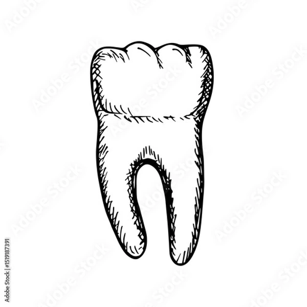 Obraz Healthy tooth with roots sketch illustration. Tooth anatomy, healthcare, and oral hygiene. Outline engraving doodle clipart isolated on white background