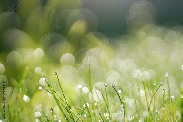 Obraz Beautiful natural abstract background with morning dew drops in the grass close-up with bokeh effect and soft blur.