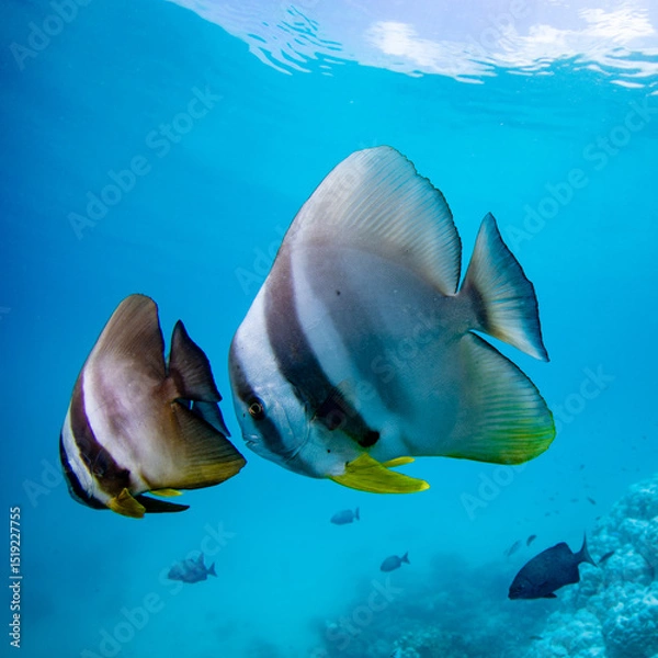 Obraz Batfish school