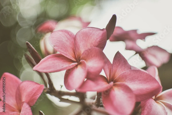 Obraz Beautiful vintage flower texture background