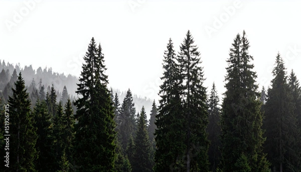 Obraz Silhouette of fir trees in forest landscape isolated on white background for nature design and wilderness scenery illustrations