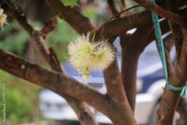 Fototapeta Close-Up of Blooming Syzygium Flowers on Tree Branch in Natural Setting