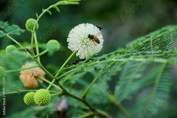 Fototapeta a bee that sucks flower honey