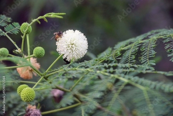 Fototapeta a bee that sucks flower honey