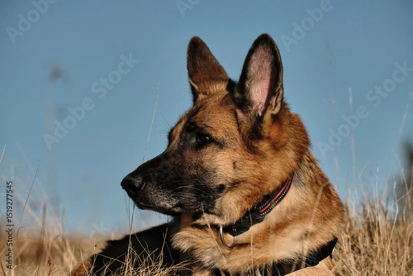 Obraz Portrait of a German Shepherd dog lying in dry autumn grass under a clear blue sky. The dog looks with a calm and attentive expression. Captured in natural light in a scenic mountain landscape.