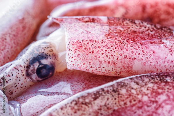 Fototapeta Freshly caught squids. Macro shot