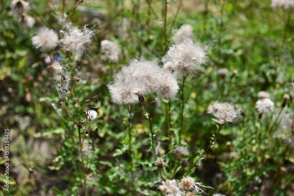 Obraz The mixture of blooming meadow flowers on a blurred background in our garden. Focus is on the center of the image.