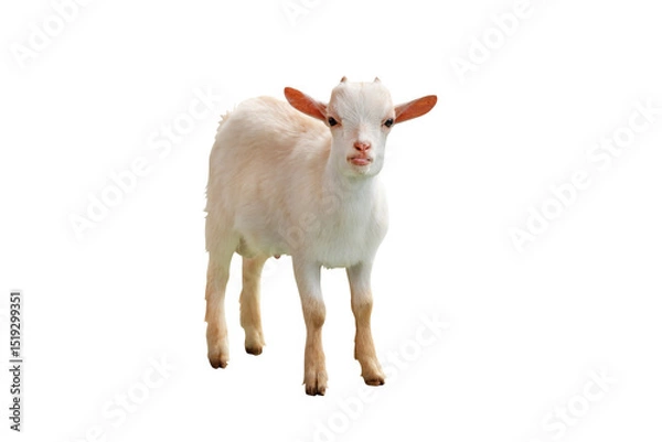 Fototapeta Pygmy goat isolated on transparent background png file