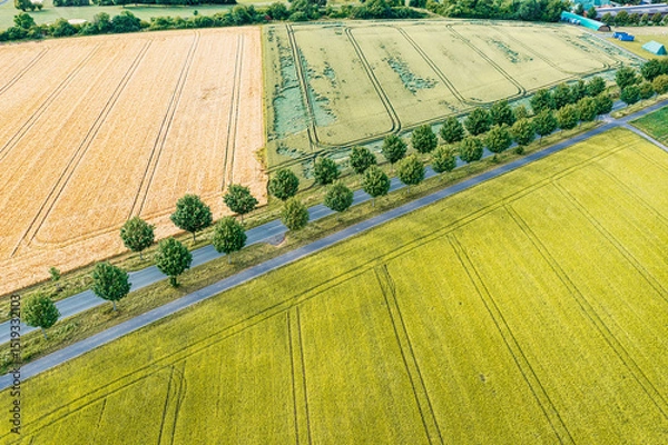 Fototapeta A tree-lined road through fields and meadows in the Taunus Mountains from a bird's eye view
