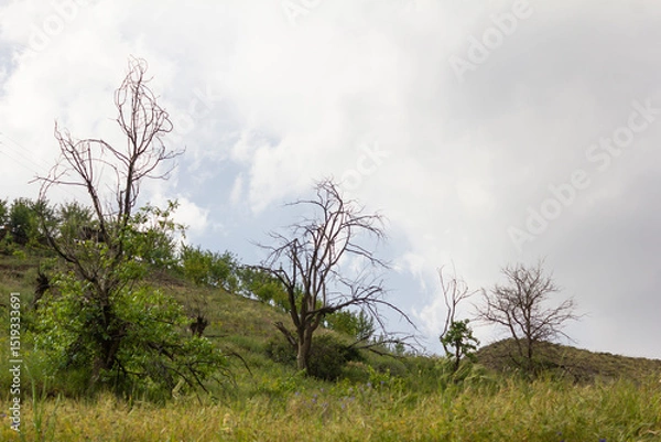 Fototapeta Lonely trees on a grassy hillside beneath a moody sky in the Alborz mountains, capturing the contrast between spring growth and the starkness of bare branches.