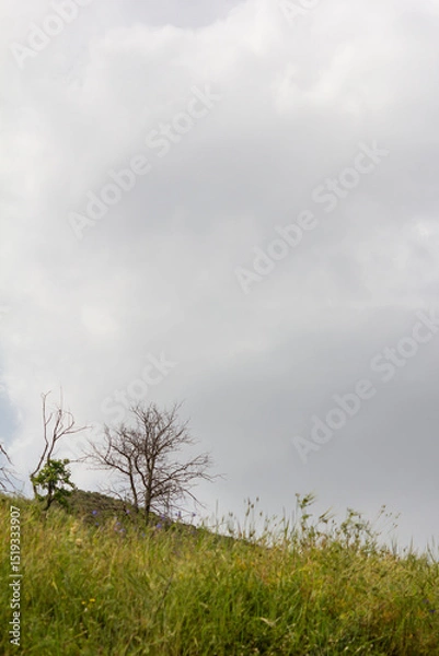 Fototapeta Lonely trees on a grassy hillside beneath a moody sky in the Alborz mountains, capturing the contrast between spring growth and the starkness of bare branches.