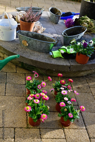Obraz Spring work in the garden. The wife is preparing new boxes with daisies. There are empty boxes on the well, gloves and next to them 6 daisies ready to be planted in the boxes.