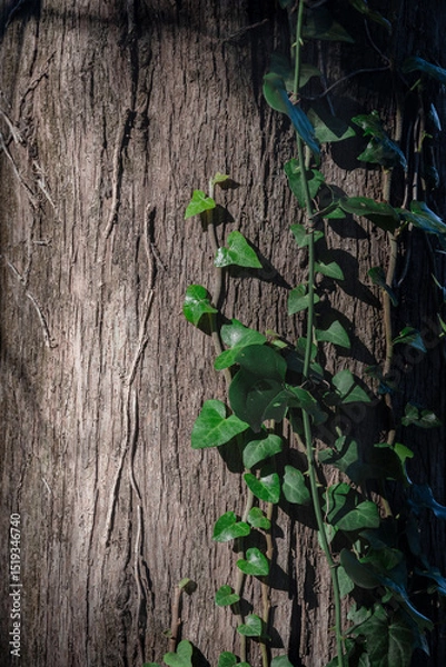 Fototapeta green ivy leaves on a tree trunk