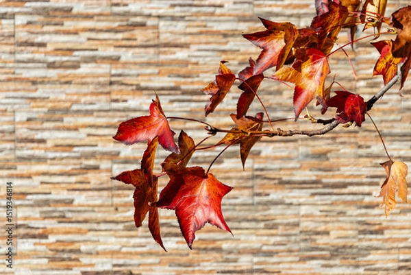 Fototapeta autumn leaves on a textured wall background