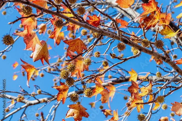 Fototapeta Bright red leaves and green fruits are the autumn season. Liquidambar-eraciflua. Golden leaves and green fruits of Liquidambarian eraciflua.