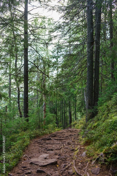 Fototapeta Shady forest path surrounded by tall evergreen trees and green undergrowth. The trail features exposed roots and a peaceful atmosphere, perfect for hiking, solitude, and nature exploration themes.