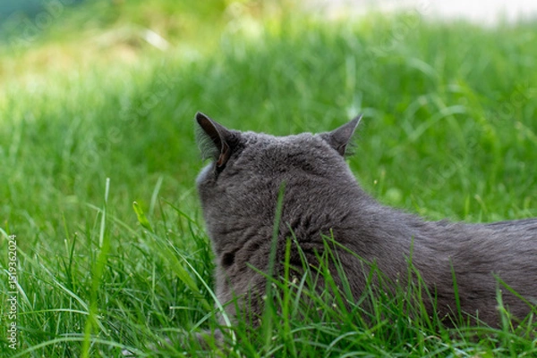 Obraz Gray cat lying in tall green grass seen from behind on summer day. Concept of animal relaxation, peaceful nature and outdoor pet behavior.