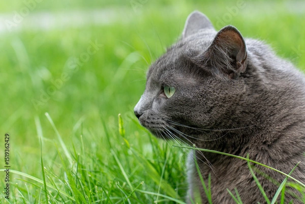 Obraz Beautiful gray cat with green eyes resting in tall grass on summer day. Concept of peaceful nature, pet care and outdoor relaxation.