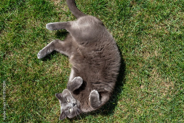 Obraz Playful gray cat lying on green grass in sunlight looking up. Concept of pet behavior, summer relaxation and domestic animal joy.