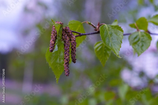 Fototapeta A birch branch during flowering on a blurred green background.