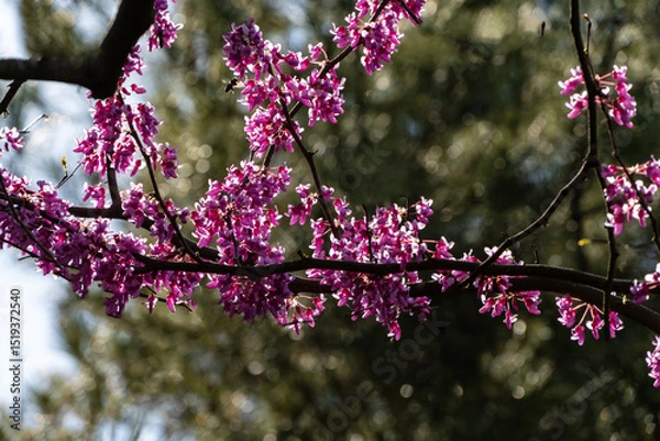 Fototapeta Close-up of a tree branch Eastern Redbud, or Eastern Redbud Cercis canadensis adorned with clusters of vibrant pink flowers, set against a softly blurred green background.