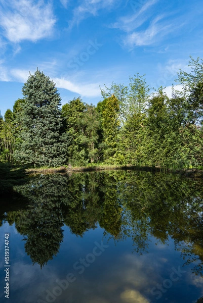 Fototapeta Tranquil garden spring pond reflecting lush greenery and tall evergreen plants and trees under clear blue sky creating serene natural landscape. Nature concept for spring design.