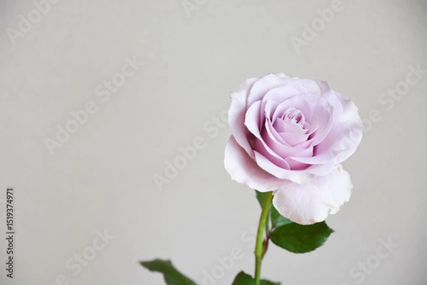 Fototapeta 紫のばら