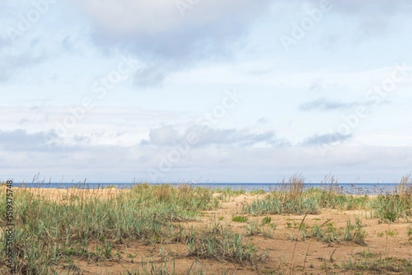 Obraz Gulf of Finland, coastal view. Beach landscape photo featuring green sedge