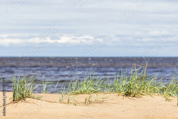 Obraz Beach landscape photo featuring green sedge growing in coastal sand