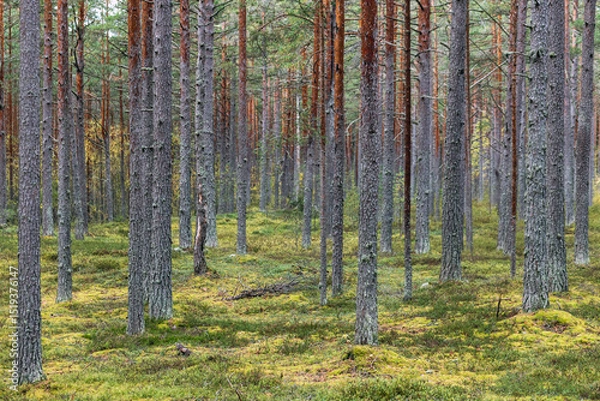 Obraz Quiet pine forest with slender tree trunks and dense mossy ground