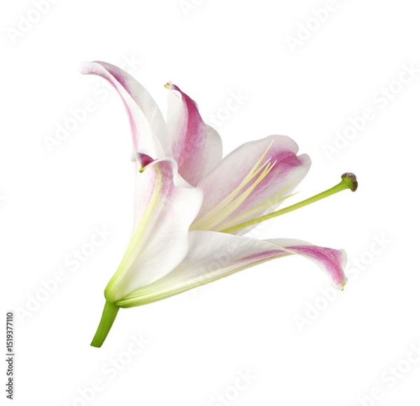 Fototapeta Pink and white lily flower (bud) isolated on white or transparent background