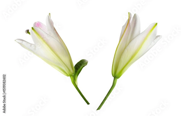 Fototapeta Set of pink and white lily flowers (buds) isolated on white or transparent background