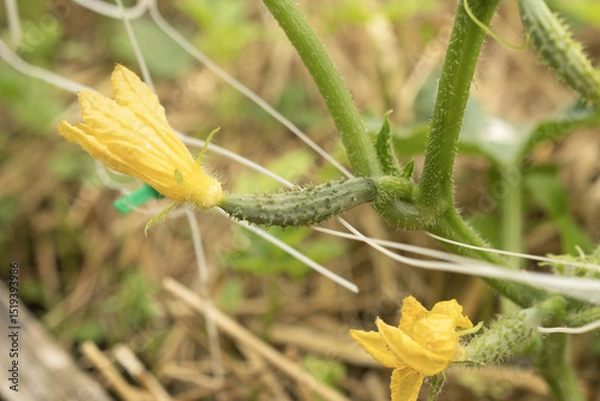 Fototapeta Small green cucumbers ripen on a branch with yellow flowers
