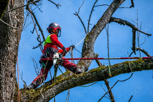 Fototapeta Arborist trimming a tree crown using mountaineering techniques.