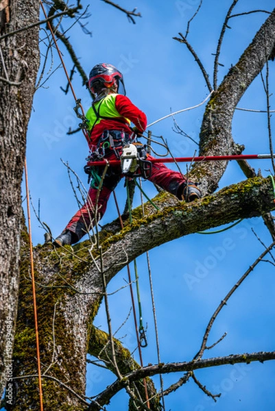 Fototapeta Arborist trimming a tree crown using mountaineering techniques.