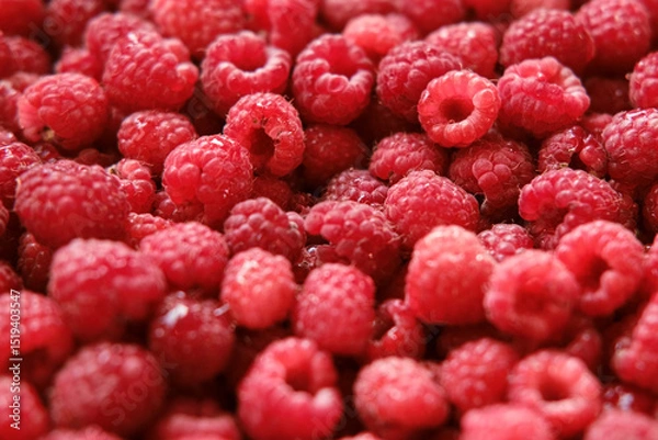 Fototapeta Sweet raspberry background. Full frame of fresh raspberries. Red ripe berry photo wallpaper closeup. Juicy berries. Vegetarian, vegan raw food. Organic bio product. From farm to table. Fruit pattern