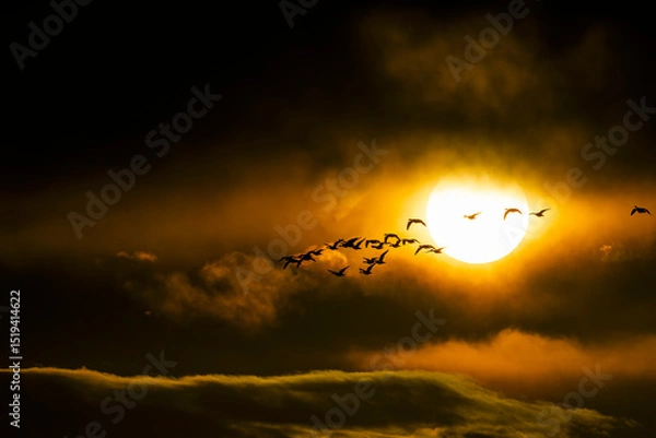Fototapeta 日の出と雁の飛翔