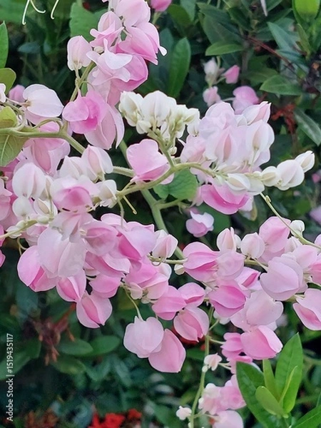 Obraz pink rose flower