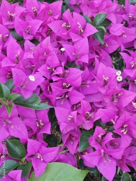 Obraz Bluebell flower