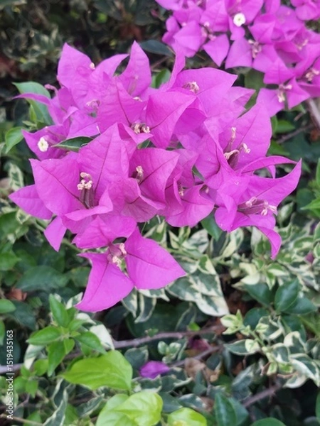 Obraz Bluebell flower