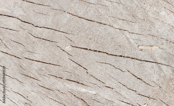 Fototapeta wooden texture background surface of a cut tree stump