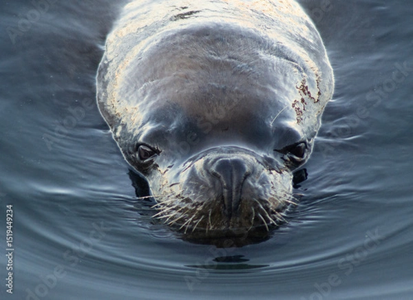 Fototapeta Patagonian Sea Lion Resting on Chilean Coast