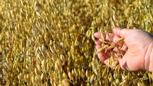 Obraz Farmer's hand touching green ripening oat ears in cultivated field. Agricultural production of grain crops.