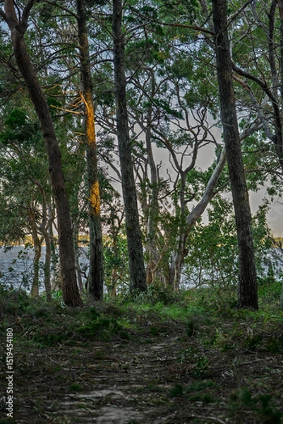 Fototapeta Pathway through trees lit by the early morning light, with waters of Moreton Bay in the background. Norfolk Beach, Coochiemudlo Island, Queensland, Australia 